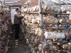 香菇不出菇怎么治？還得“對(duì)癥下藥”