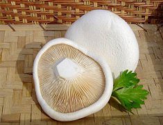 白靈菇畸形難控？逸村機(jī)械為您解憂