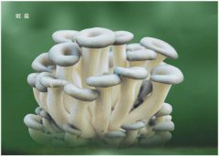 姬菇種植注意事項(xiàng)你知多少？逸村機(jī)械為您梳理