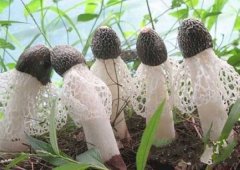 竹蓀的種植要點(diǎn)你知多少？且看逸村機(jī)械總結(jié)篇