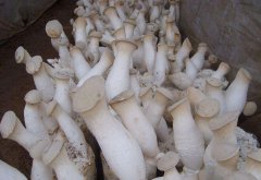 杏鮑菇細(xì)菌感染，個(gè)頭??？逸村機(jī)械為您查文獻(xiàn)招