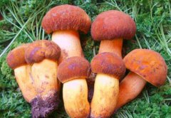 牛肝菌種植注意事項(xiàng)知多少？看逸村機(jī)械為您總結(jié)