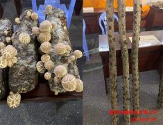 如何預(yù)防平菇冬季畸形 逸村機(jī)械有話說(shuō)