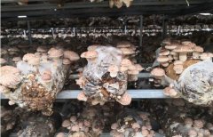 十堰市竹溪縣5萬菌棒喜獲豐收